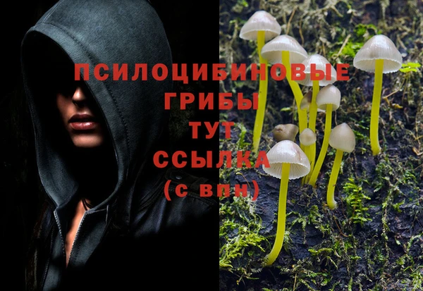 гашик Алексин